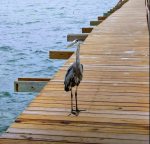 A Blue Heron resting on the 1000 foot lighted fishing pier at Laguna Reef
